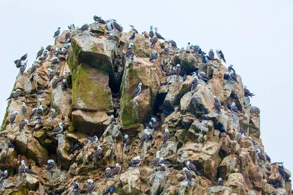 Aves marinhas em Peru — Fotografia de Stock