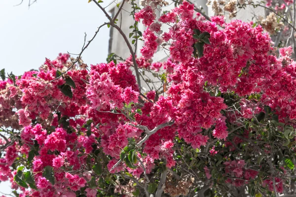 Blommor bougainvillea — Stockfoto
