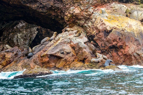 South American Sea lions — Stock Photo, Image