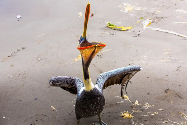 Pelikaan op ballestas-eilanden — Stockfoto