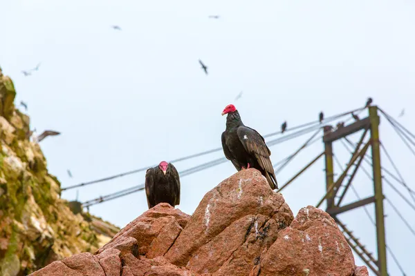 Gier rode hals vogels — Stockfoto