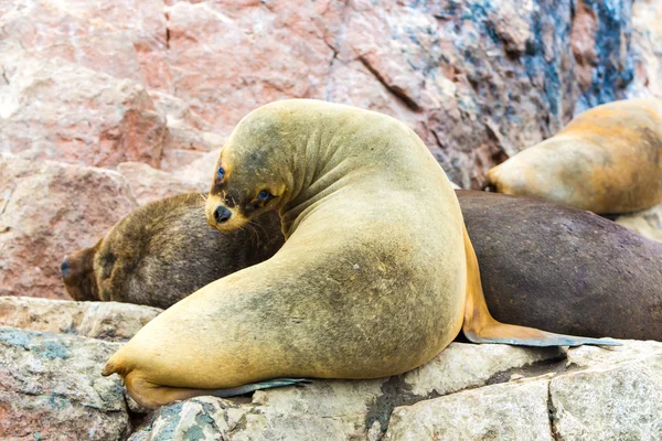 South American Sea lions — Stock Photo, Image