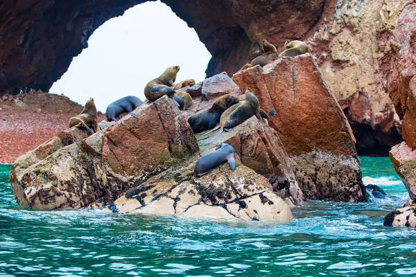 Südamerikanische Seelöwen lizenzfreie Stockfotos
