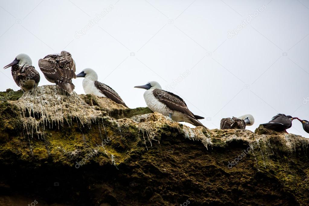 Aquatic seabirds in Peru