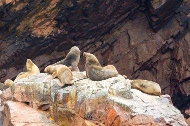 Güney Amerika Deniz Aslanları