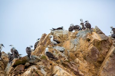 Peru'daki su deniz kuşları