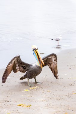 Pelikan ballestas Adaları