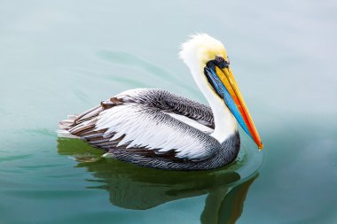 Pelikan ballestas Adaları