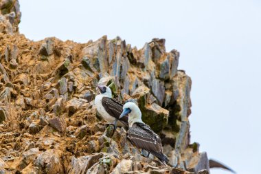 Peru'daki su deniz kuşları