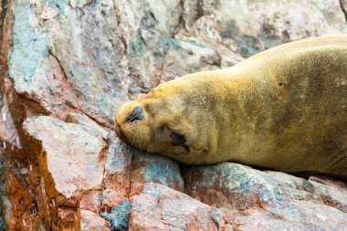 Güney Amerika deniz aslanı