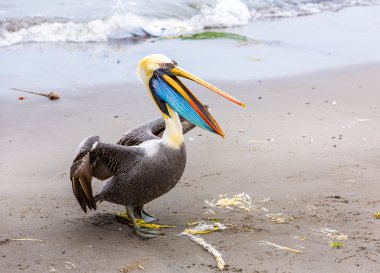 Pelikan ballestas Adaları