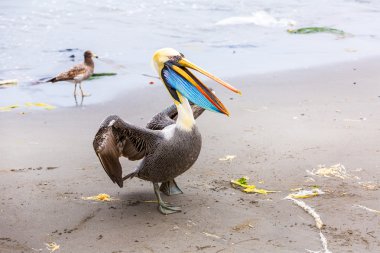 Pelikan ballestas Adaları
