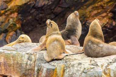 Güney Amerika Deniz Aslanları