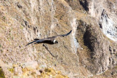 Condor colca Kanyon uçan