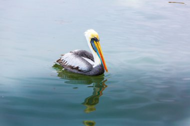 Pelikan ballestas Adaları