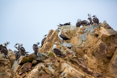 Peru'daki su deniz kuşları