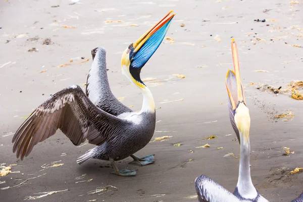 Pelicano nas Ilhas Ballestas — Fotografia de Stock
