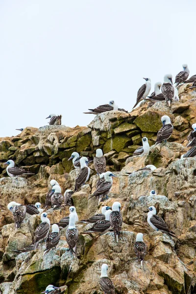 Wasserseevögel in Peru — Stockfoto