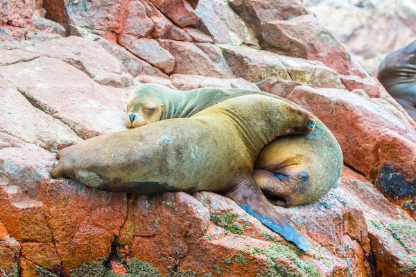 South American Sea lions — Stock Photo, Image