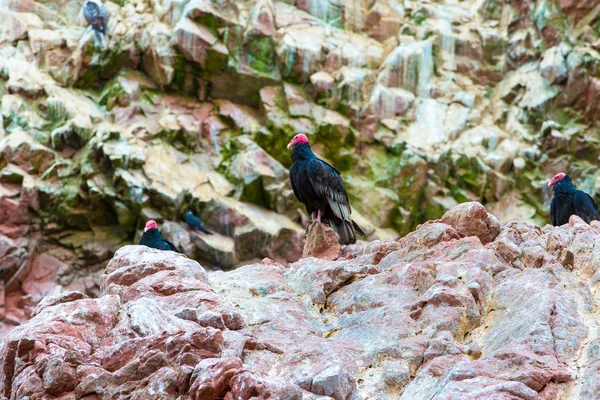 Akbaba kırmızı boyun kuşlar ballestas Adaları — Stok fotoğraf