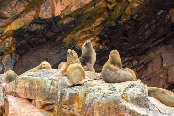 South American Sea lions — Stock Photo, Image