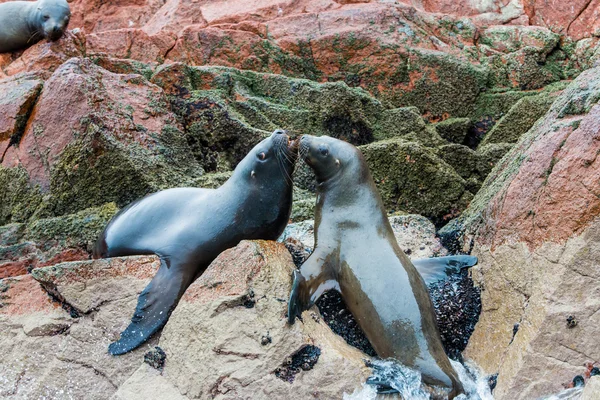 Leões-marinhos da América do Sul — Fotografia de Stock