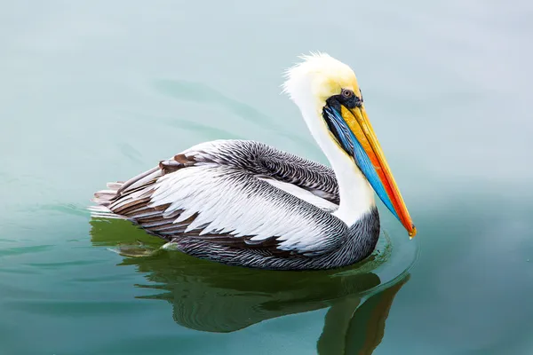 Pelikán na ostrovy ballestas — Stock fotografie