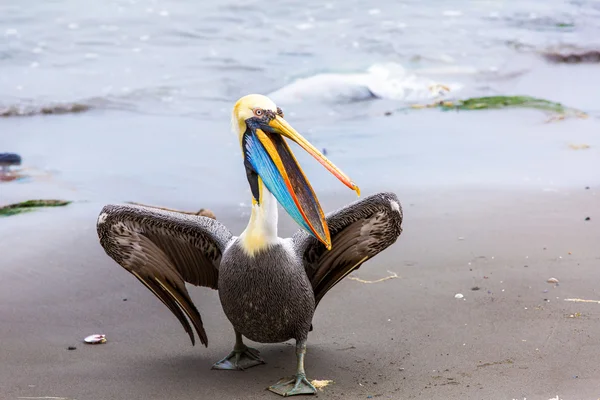 Pelikan ballestas Adaları — Stok fotoğraf