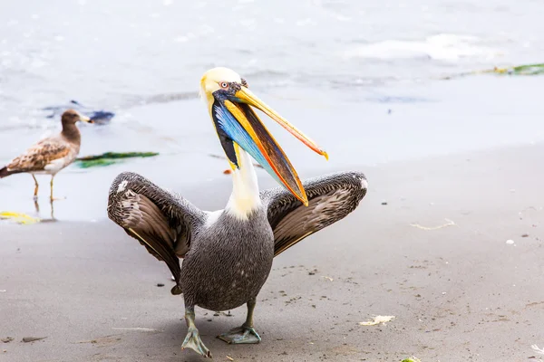 Pellicano sulle Isole Ballestas — Foto Stock