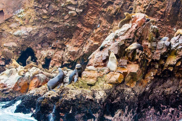 Lions de mer sud-américains — Photo