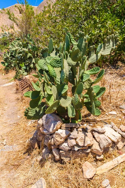 Cactus a Sillustani — Foto Stock