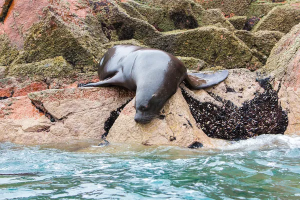 South American Sea lions — Stock Photo, Image