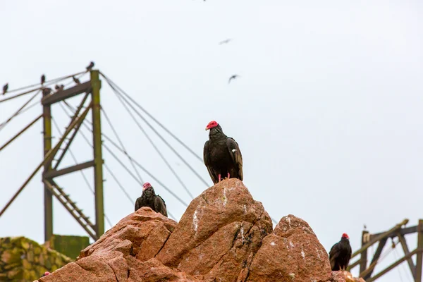 Gier rode hals vogels — Stockfoto