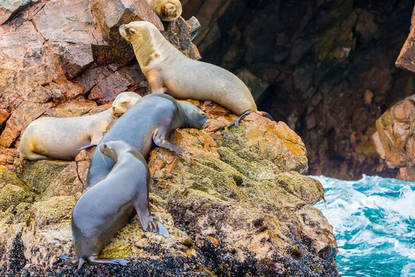 Lions de mer sud-américains — Photo