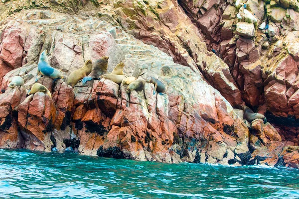 Lwy morskie Ameryki Południowej — Zdjęcie stockowe