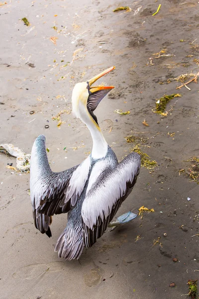 Pelikan auf den Ballestas-Inseln — Stockfoto