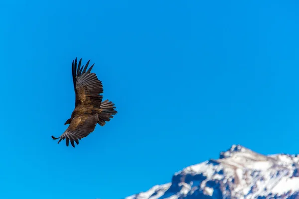 Flying condor over Colca canyon — Stock Photo, Image