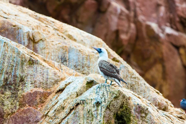 Aves marinhas aquáticas — Fotografia de Stock