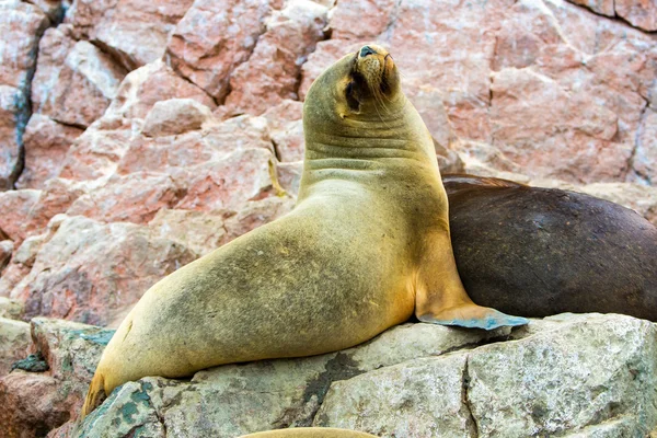 Lobos marinos sudamericanos — Foto de Stock