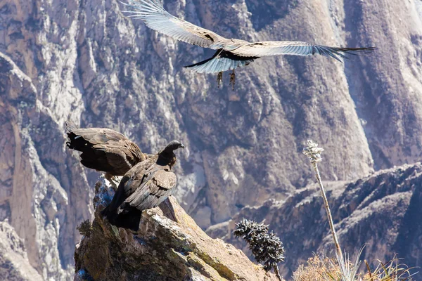 Létající condor nad colca canyon — Stock fotografie