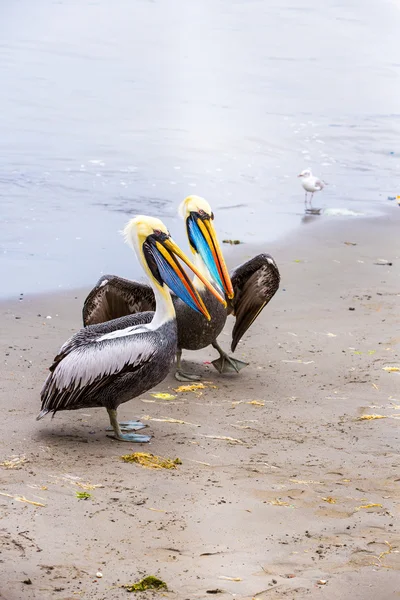 Pelikanen op ballestas-eilanden — Stockfoto