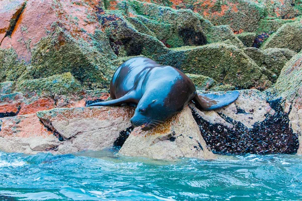 Leoni marini sudamericani — Foto Stock