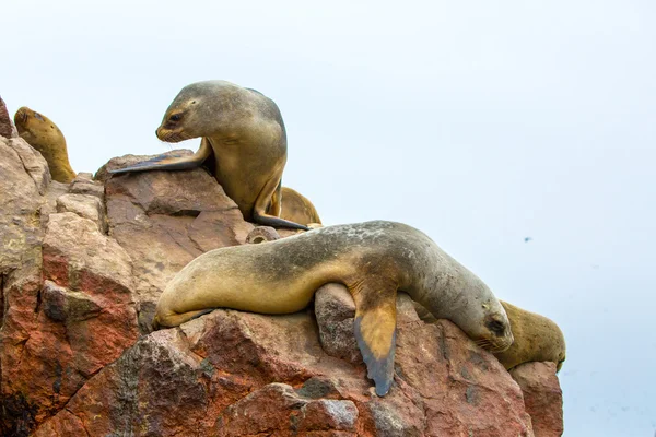 South American Sea lions — Stock Photo, Image