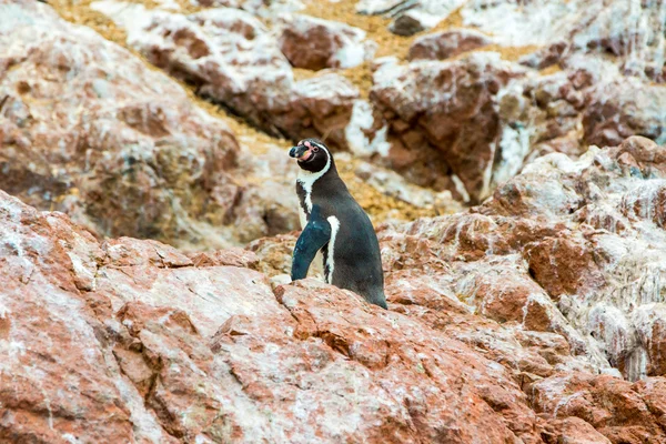 Pingouins d'Amérique du Sud — Photo