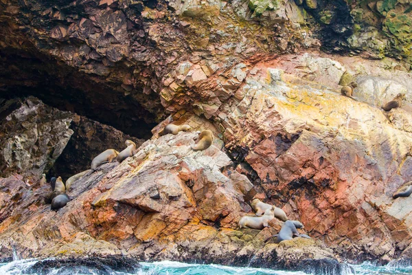 Güney Amerika Deniz Aslanları — Stok fotoğraf
