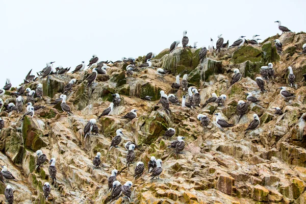 पेरू मध्ये जलतरण समुद्री पक्षी — स्टॉक फोटो, इमेज