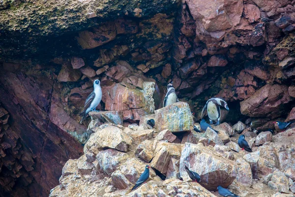 Uccelli marini acquatici — Foto Stock