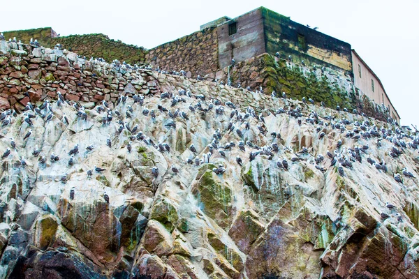 Merilinnut Perussa: — kuvapankkivalokuva