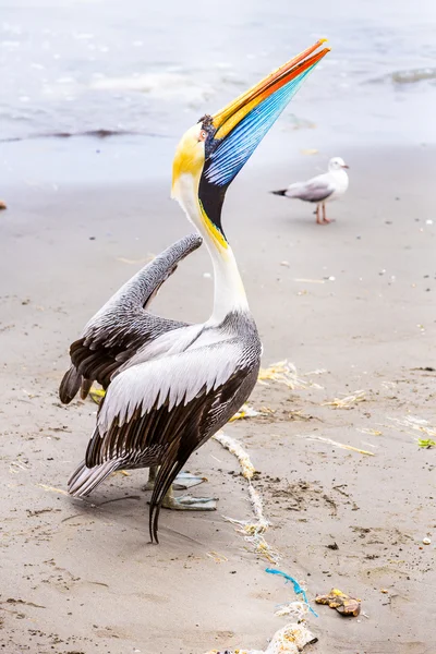 Pelikaan op ballestas-eilanden — Stockfoto