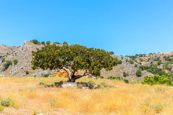 Singolo albero e montagna — Foto Stock